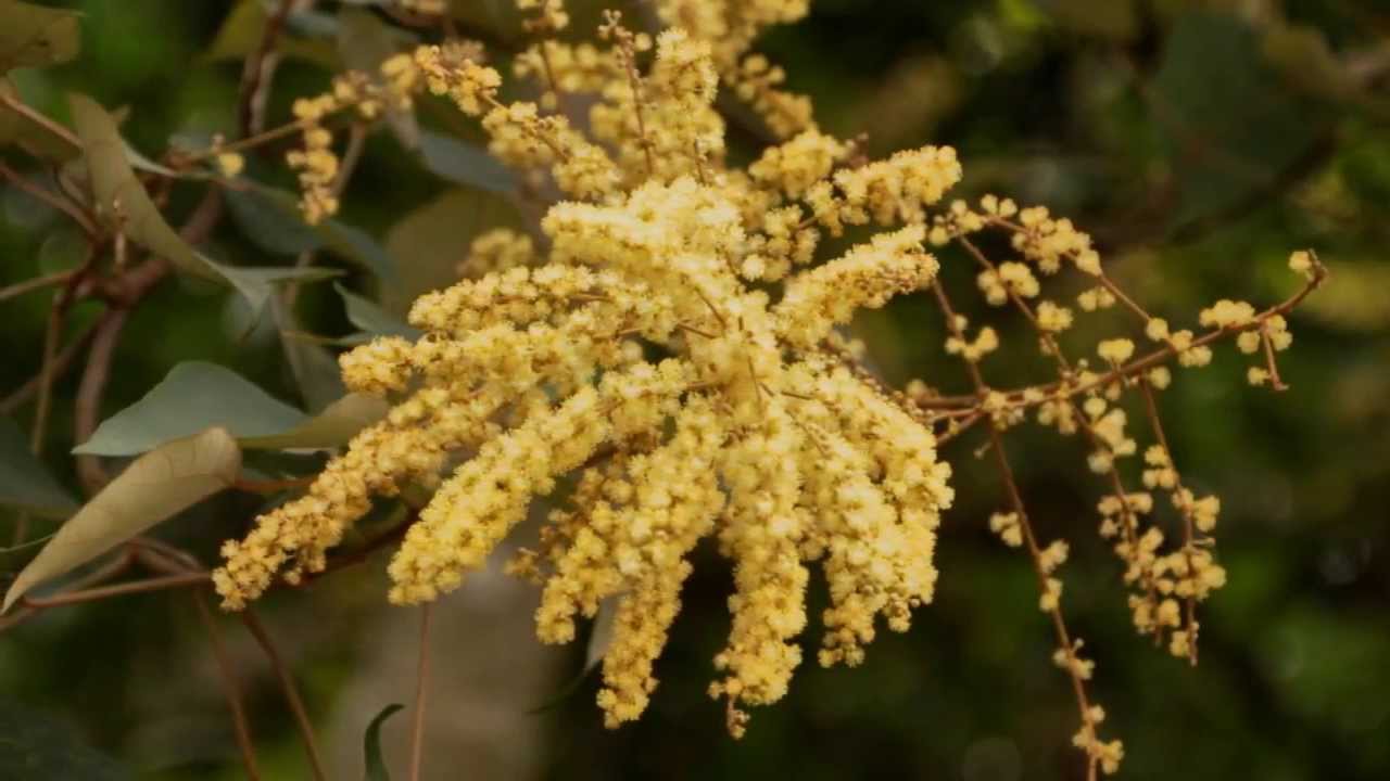 Kai Warner (Werner Last, Germany) - A medley of Dutch evergreens