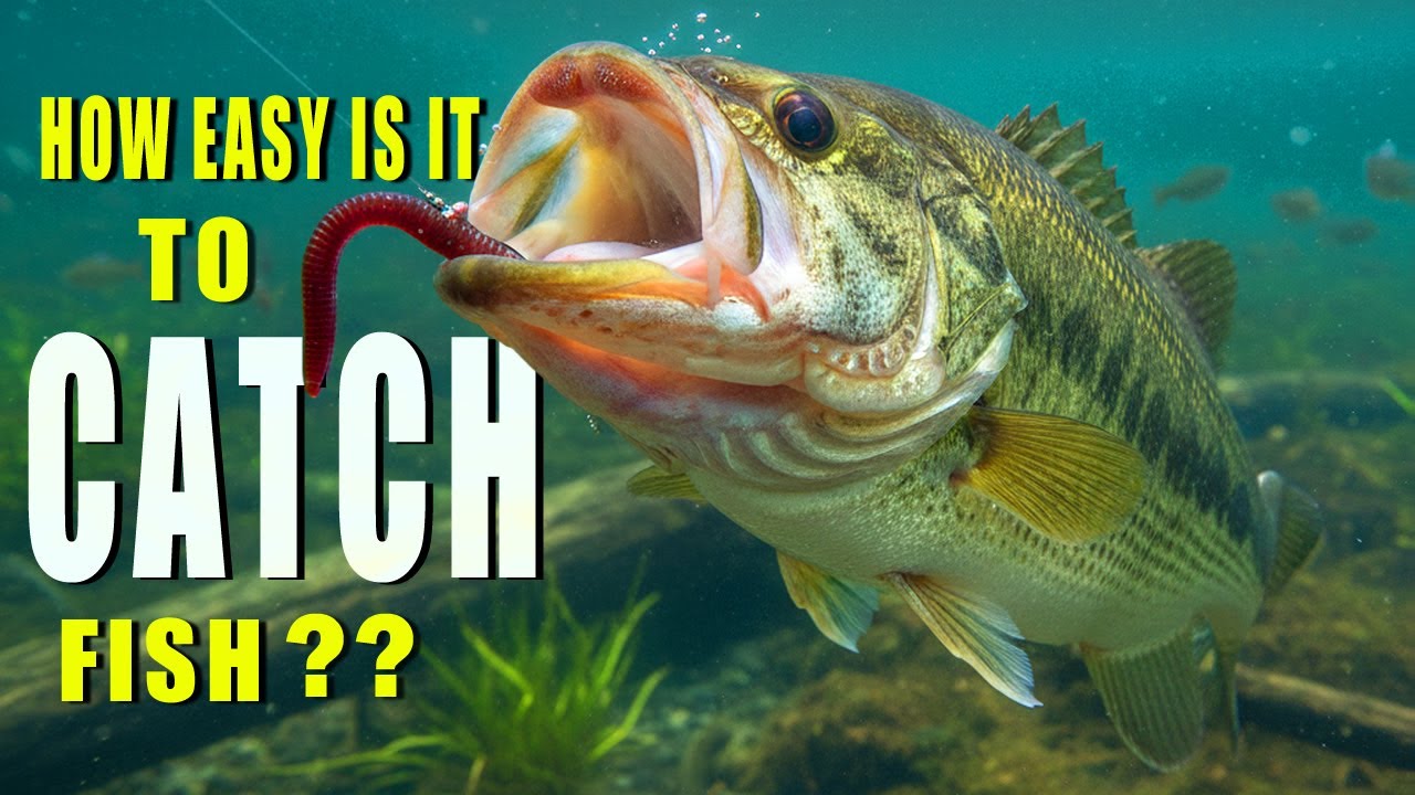 How Simple Is It to Catch Fish ?