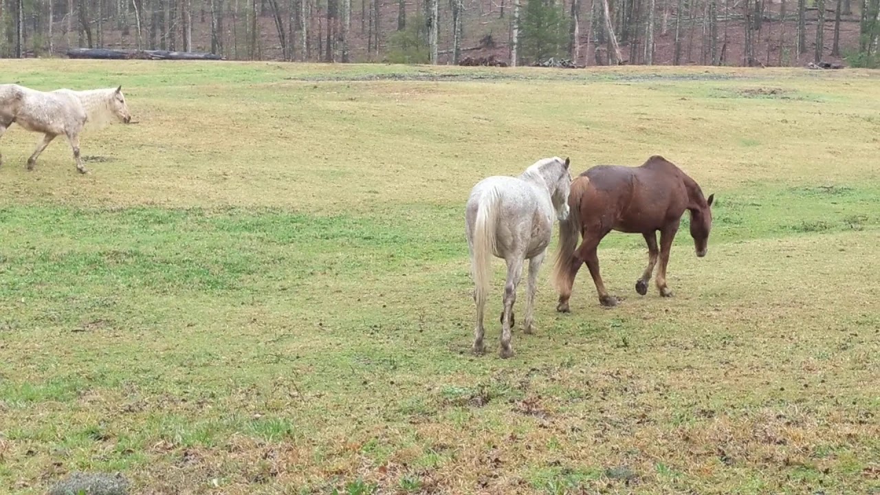 Horses taking a leisurely walk and a roll in the grass and mud