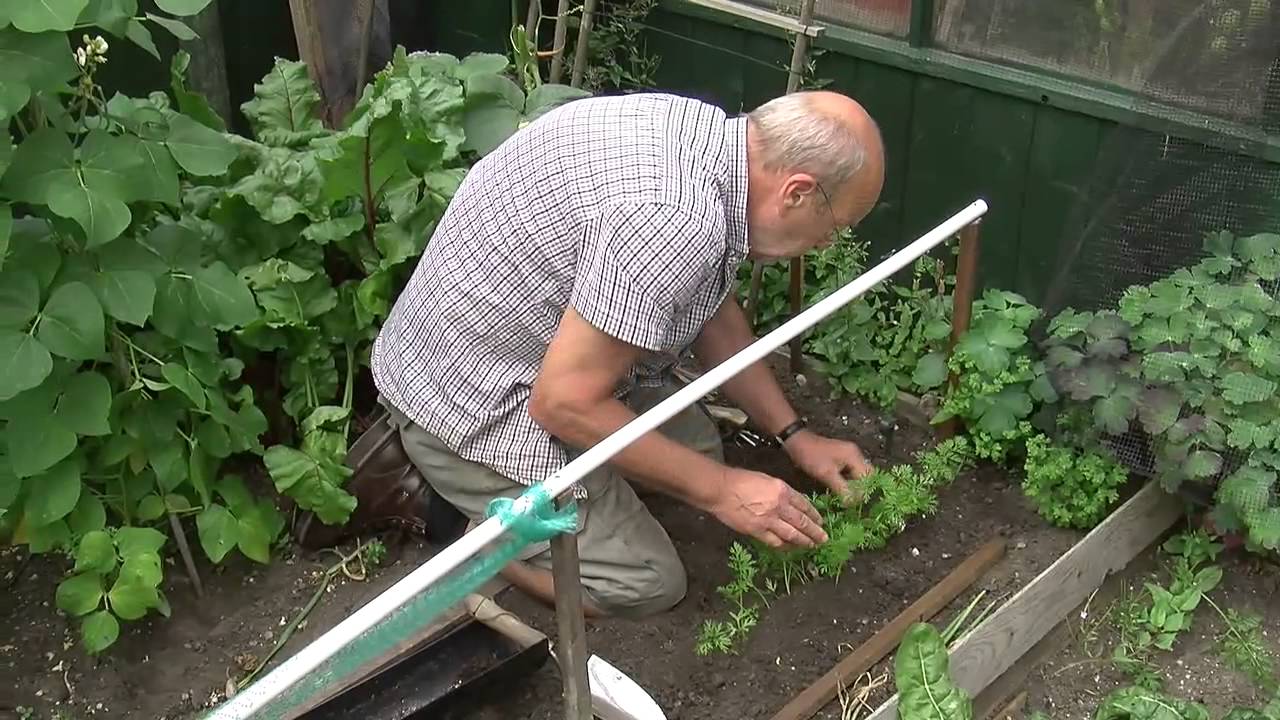 how we plant carrots carrots