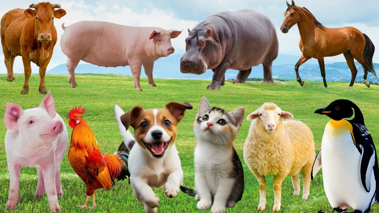 🌿 Đồng Quê Rộn Ràng Bản Hòa Ca – Gà, Bò, Chó & Mèo Chung Giọng Thân Thương | FarmAnimals 🐓🐄🐶🐱