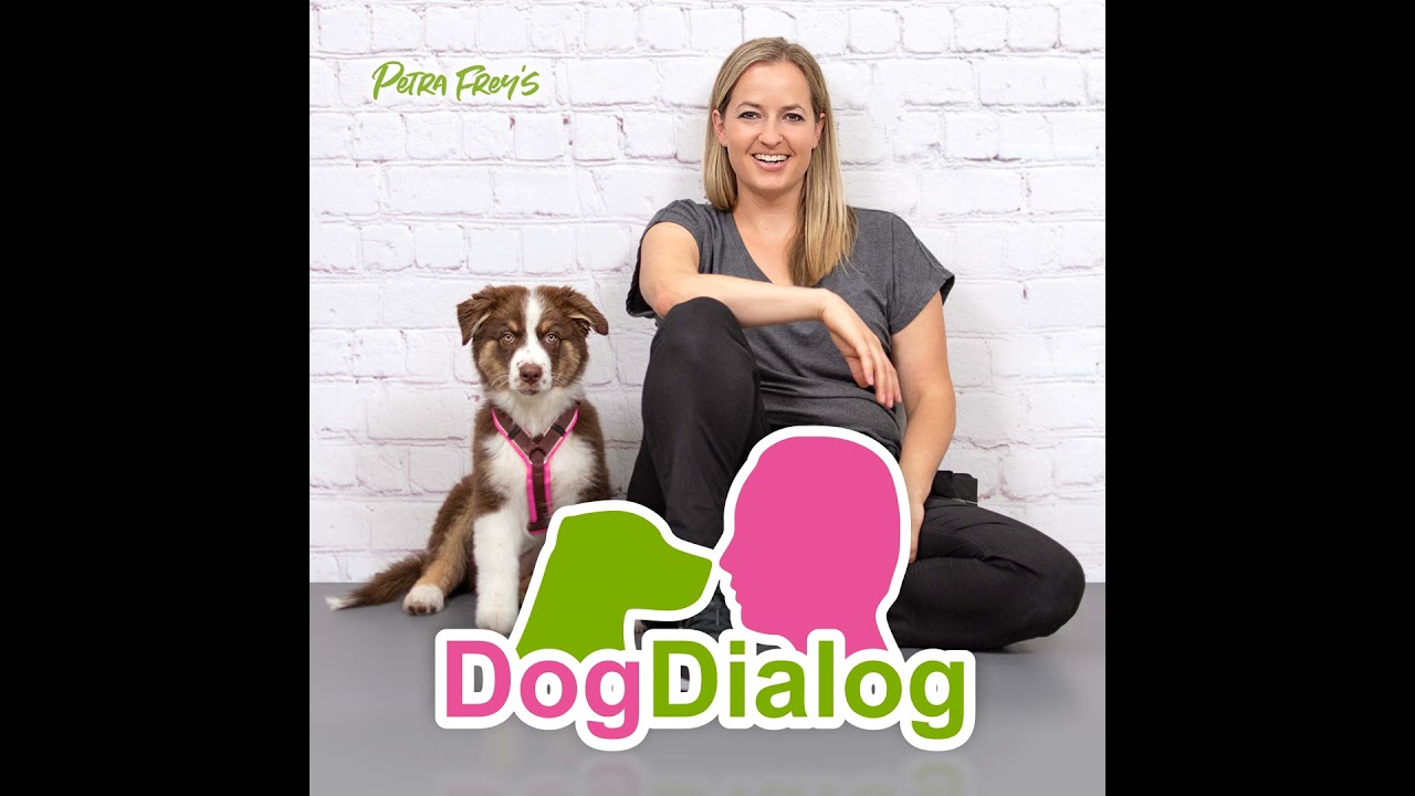 Hundebegegnungen richtig meistern