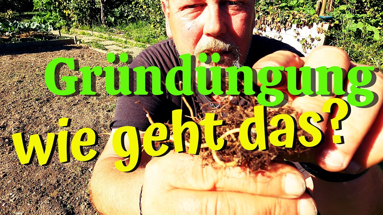 Jetzt an den Boden denken / Gründüngung richtig anwenden / ein kleiner Überblick