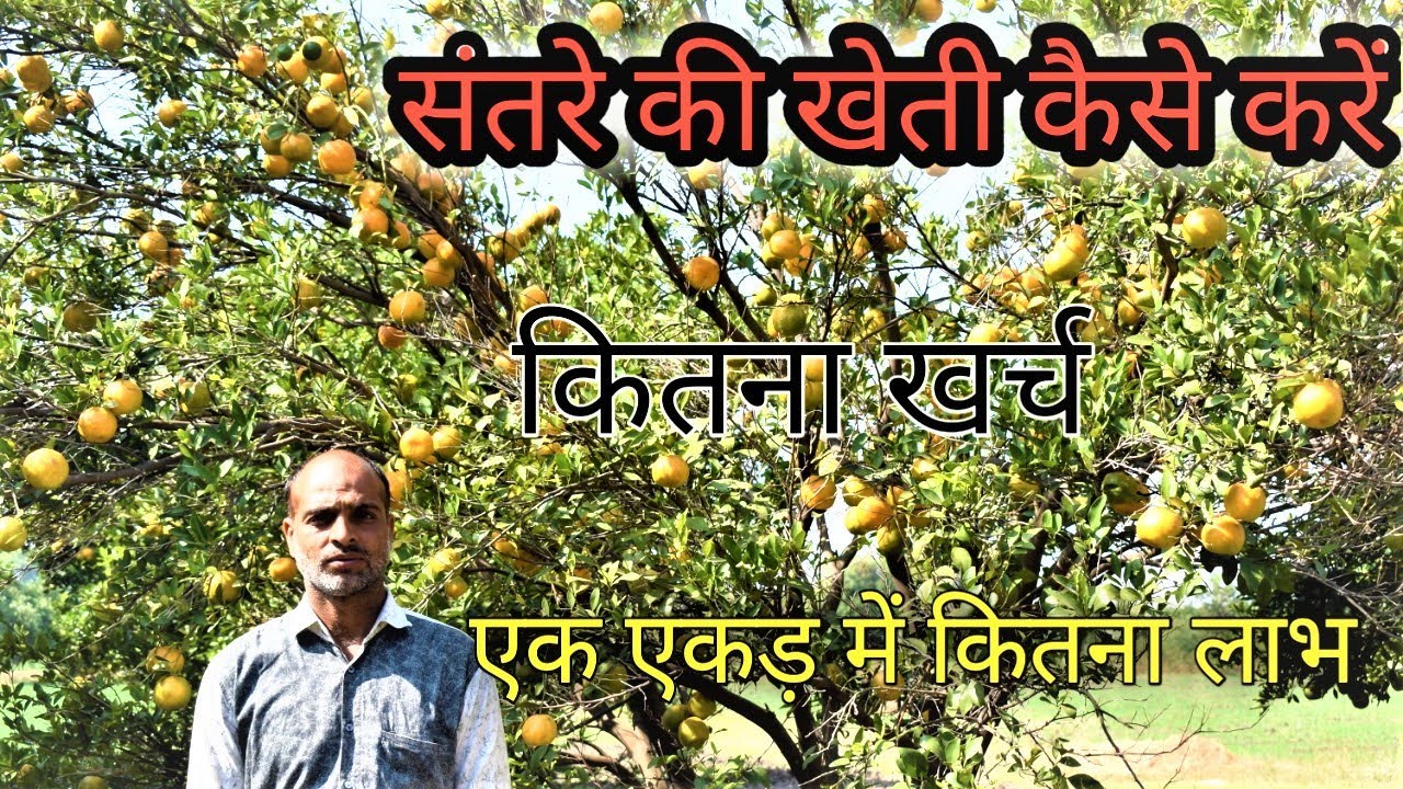 संतरे की खेती कैसे करें || कितना खर्च || एक एकड़ में कितना लाभ || Commercial Orange Farming in india