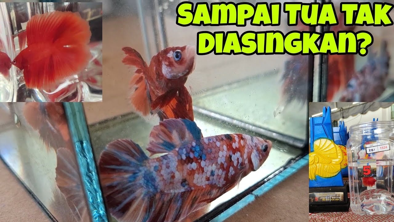 INI YANG JADI BILA BETTA TAK PERNAH ASING SEJAK MENETAS! DTHM SUPER RED  BAWA BALIK PIALA? TAHNIAH!