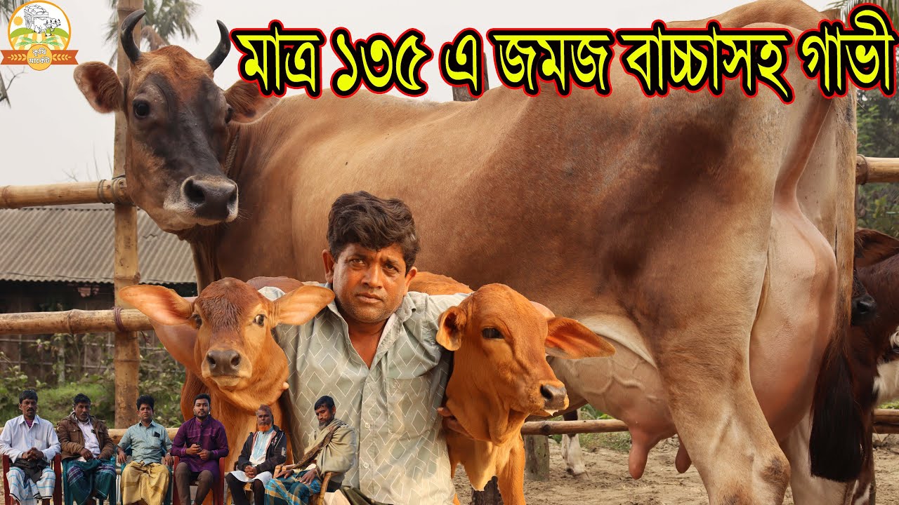 মাত্র ১৩৫ এ জমজ বাচ্চাসহ গাভী ! চ্যালেঞ্জ এই দামে জমজ বাচ্চাসহ গাভী কোথাও নেই দুরদুরান্তর ক্রেতা
