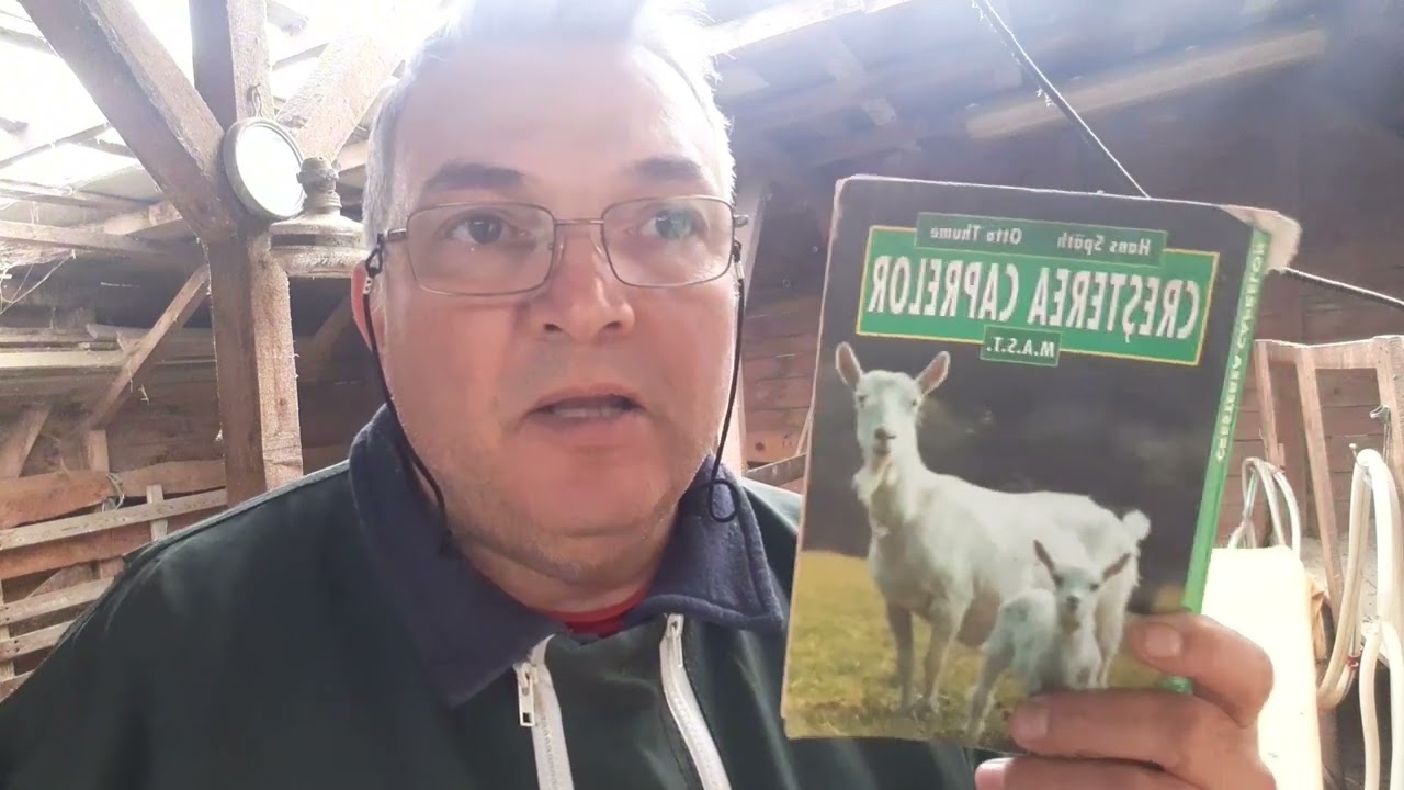 Capre la prima fătare ! Primipare  ! Întreținere până la fătare  !