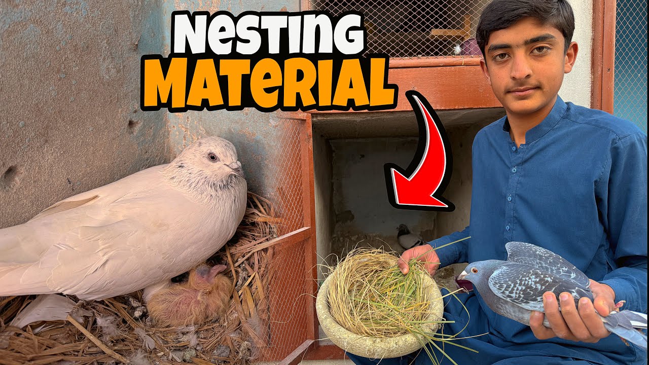 Aseel Kabooteron Ka Chick 🐣 Hatche Hogya😱 | Just Huzaifa Khan |