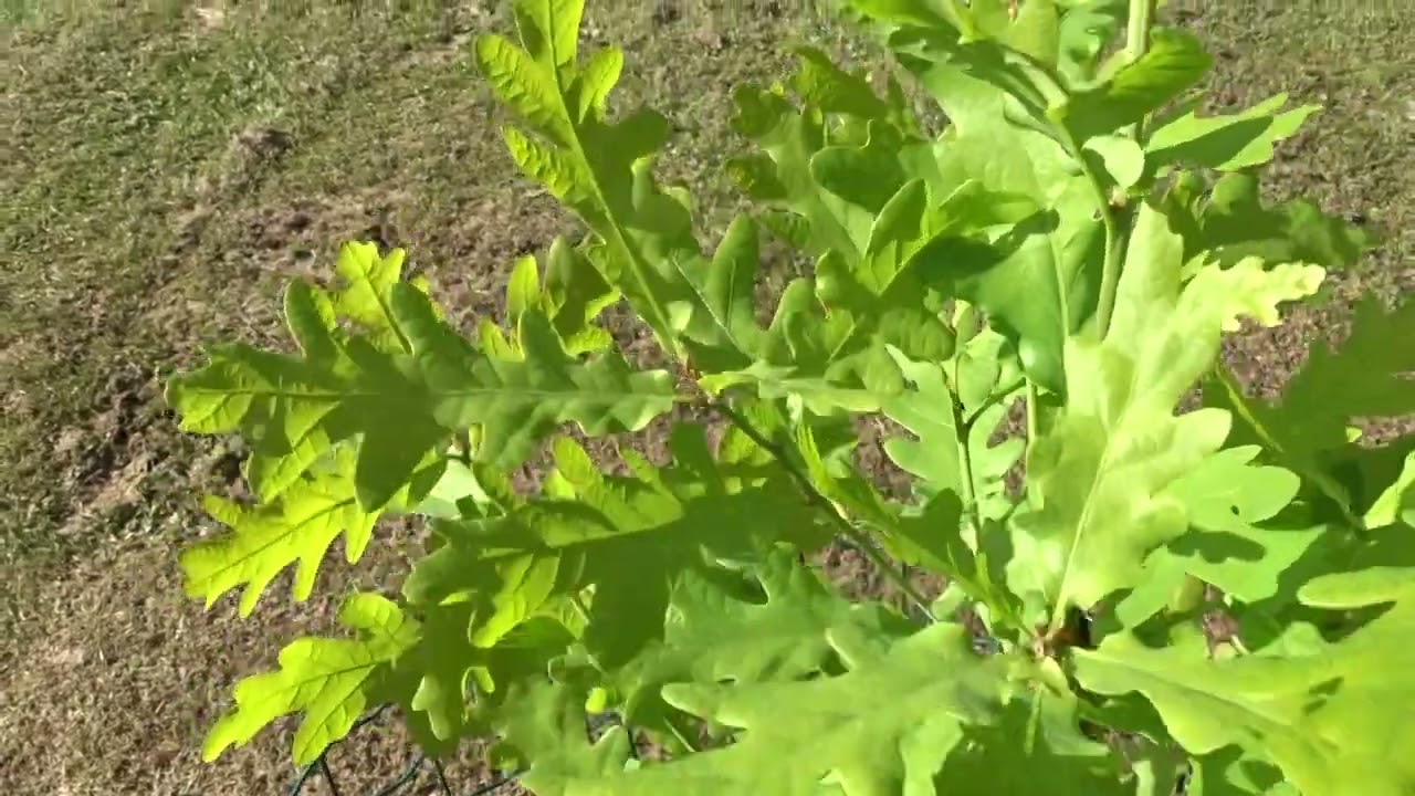 Quercus cerris &acute;Crimson Spire&acute;
