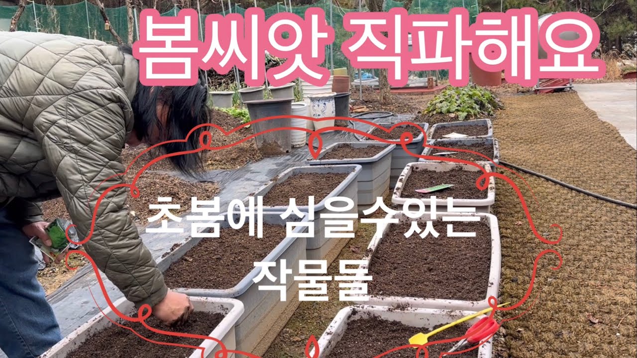 3/18:: 3월에 '이것' 안 심으면 일 년 농사 후회합니다 (지금이 골든타임)
