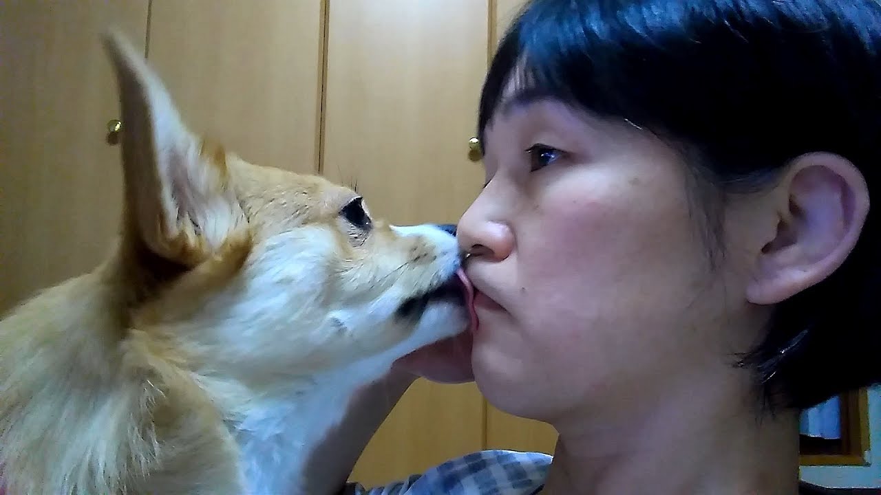 舐め続けるちょび 【コーギー×ペキニーズ】