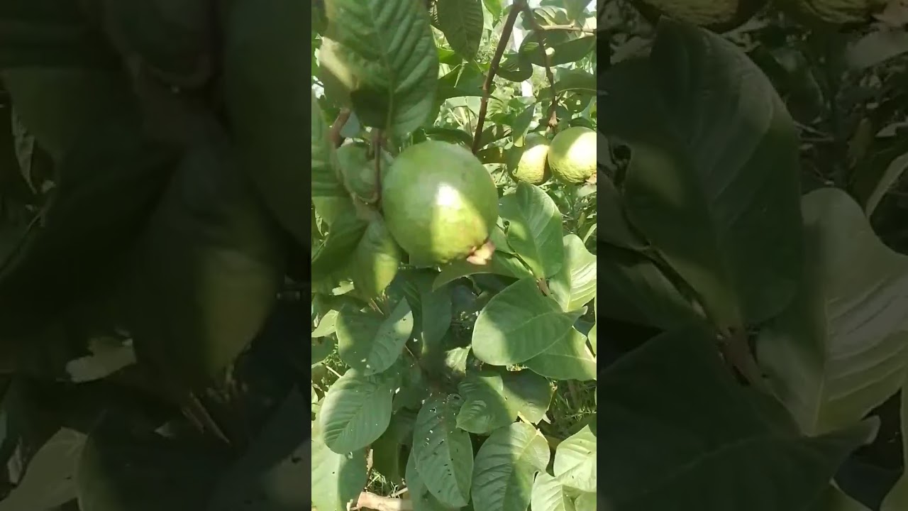 TUMBUH LIAR, JAMBU BIJI / JAMBU KLUTUK...