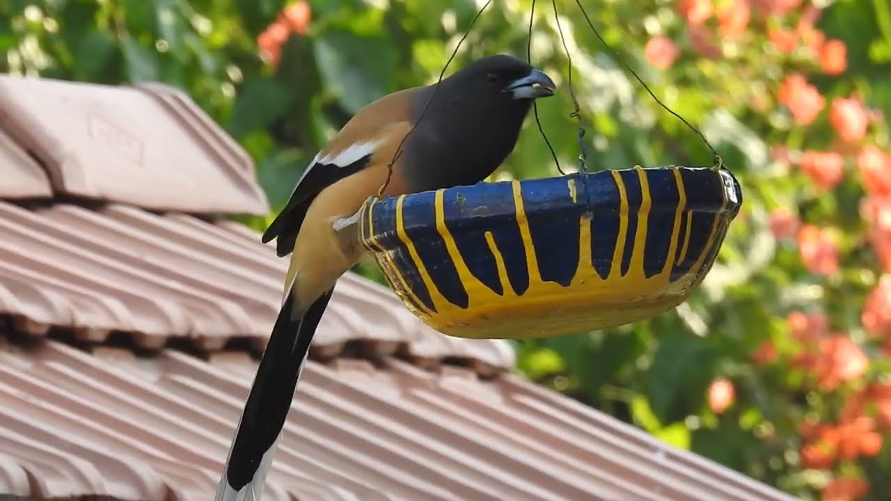 Rufous Treepie Eating From A Feeder I Indian Birdwatching