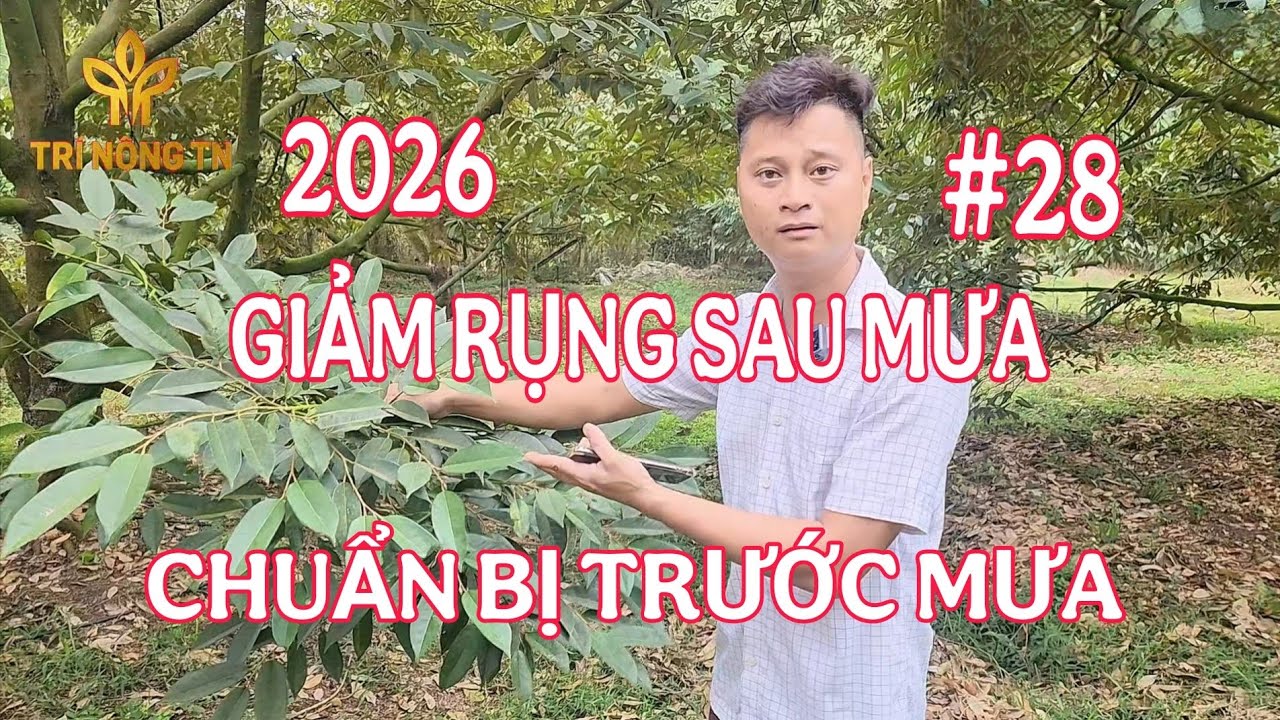SẦU RIÊNG CHUẨN BỊ TRƯỚC MƯA GIẢM RỤNG TRÁI NON 2026 | TRÍ NÔNG TN