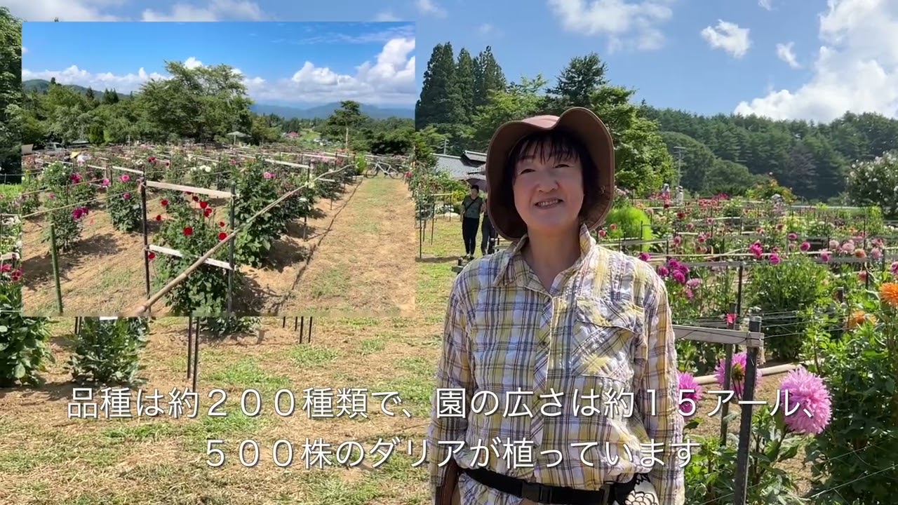 長野大岡ひなたダリア園が開園しました