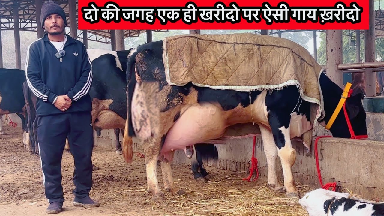 मंडी डबवाली हरियाणा #rajusirsa