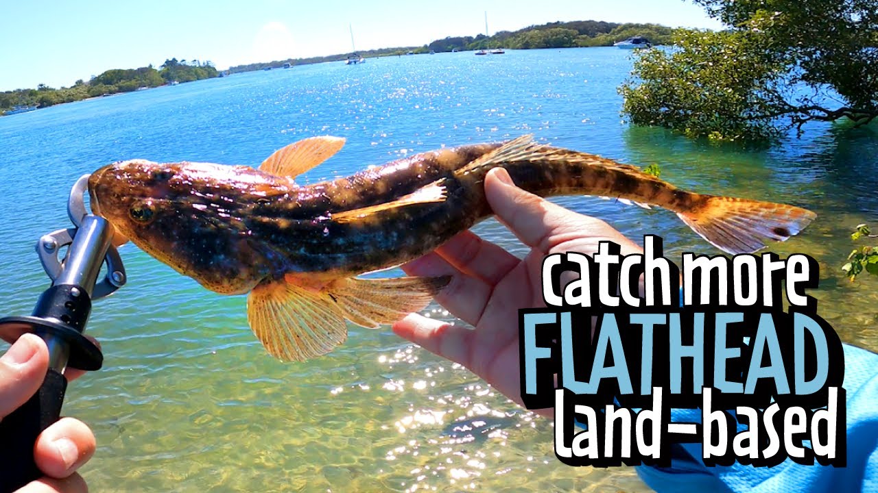 Land Based Flathead Fishing || 