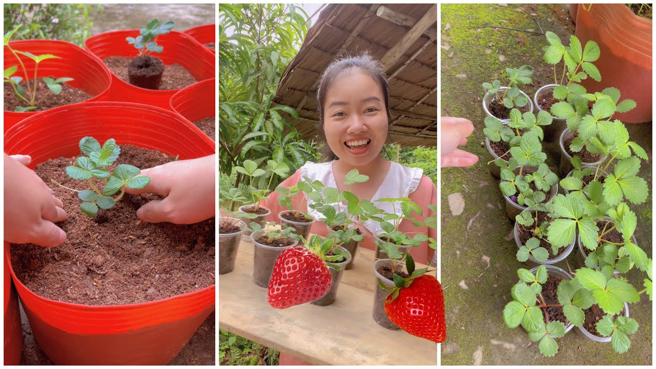 Trồng Cây Dâu Tây 🍓 cùng Tú