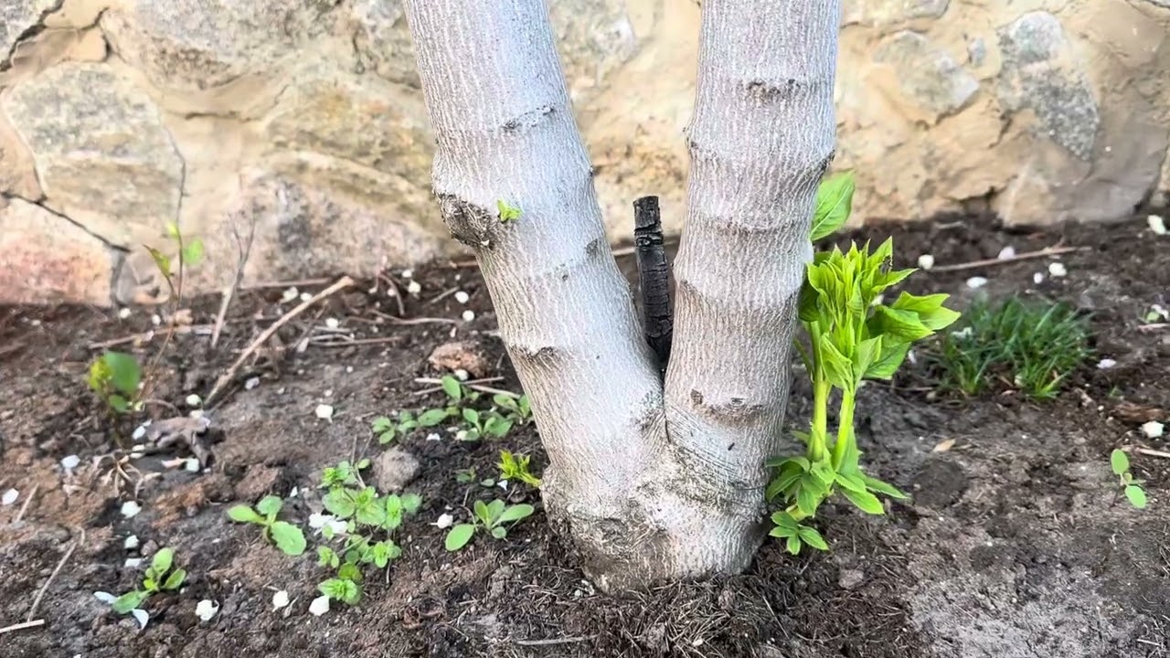 Доісторична клекачка(клокичка) периста(пірчаста), одне із священних дерев друїдів-дерево щастя.
