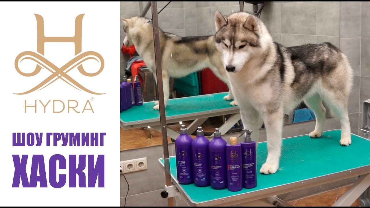 #HYDRA - ШОУ-ГРУМИНГ ХАСКИ / Show Grooming of husky with #HYDRA