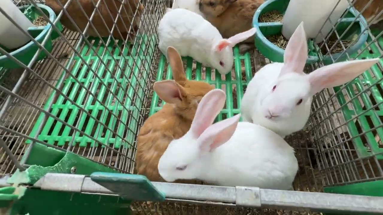 Por qué se comen los pelos nuestros conejos unos a otros ??