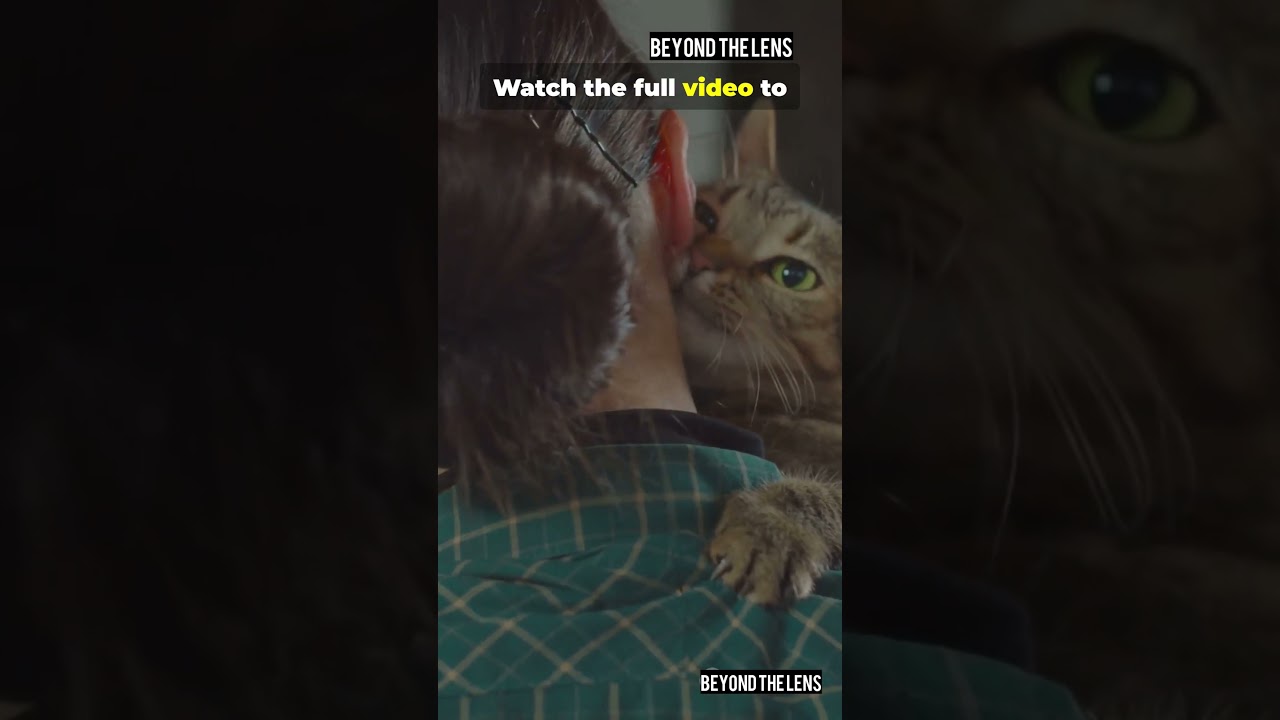 20 Signs Your Cat Misses You Deeply 😿❤️