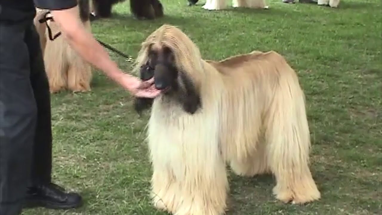 Windsor Championship Show 2004 - Afghan Hounds HD 720p