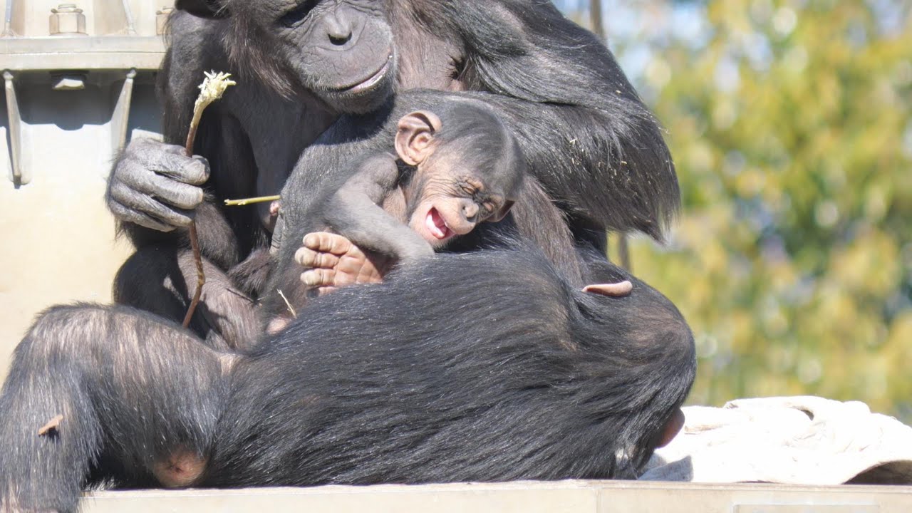 ディルとハヤテと毛づくろい　多摩動物公園　チンパンジー　202602