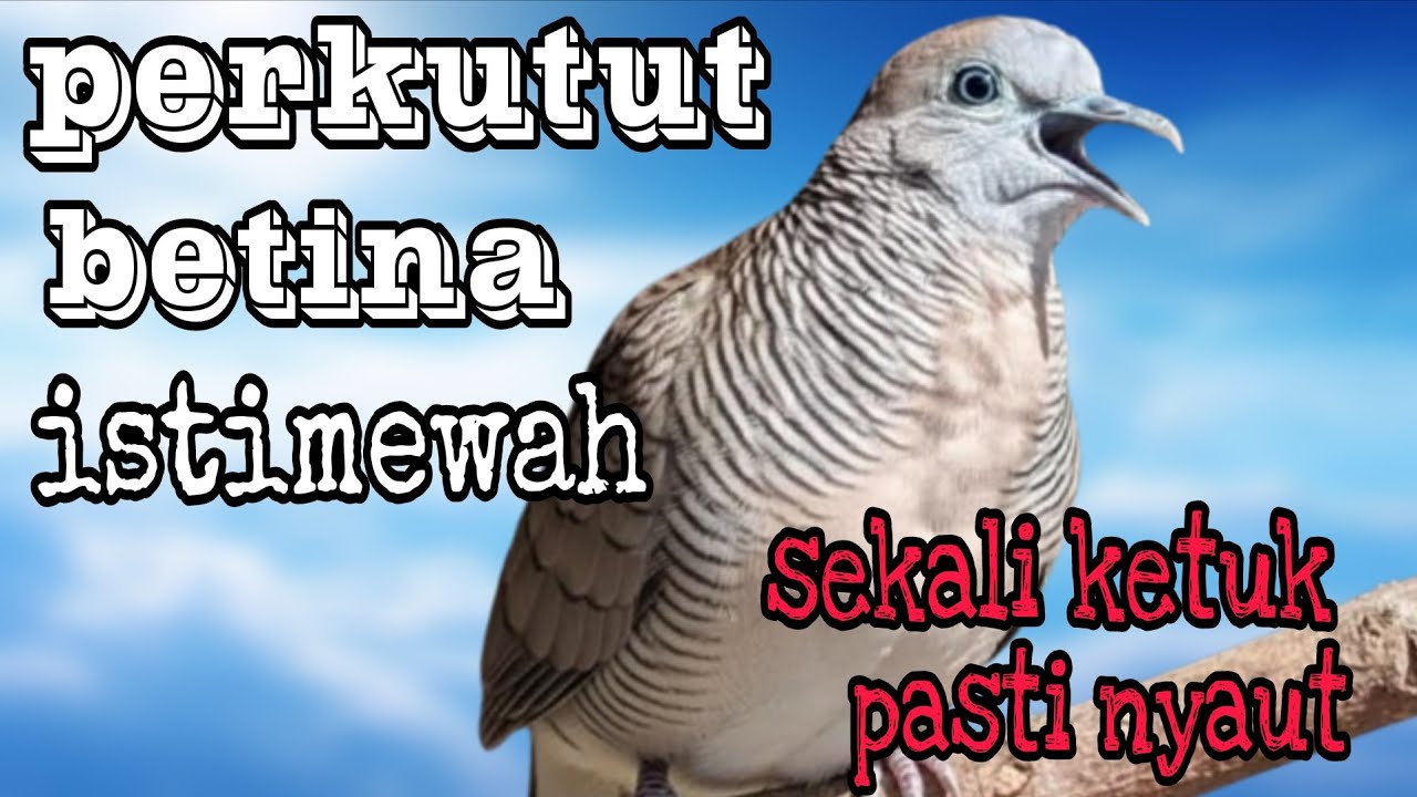 Perkutut betina istimewah sekali ketuk pasti nyaut