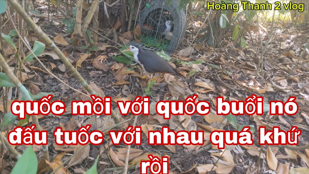 hôm nay đi bẫy Quốc ở phong điền cần Thơ 