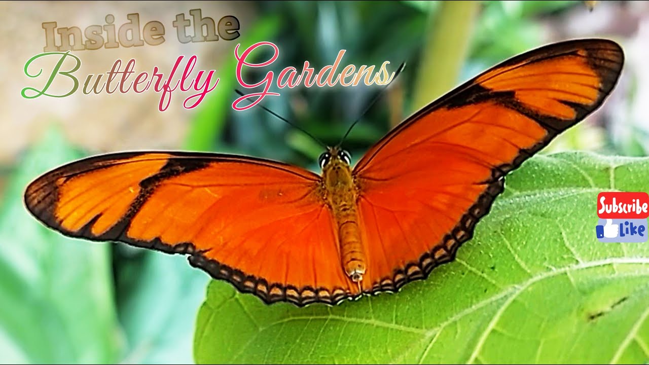 VICTORIA BUTTERFLY GARDENS | A Magical Place ✨ | British Columbia