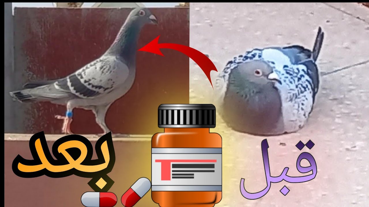 علاج مرض السالمونيلا من مرحلة بداية المرض الى مرحلة الشفاء