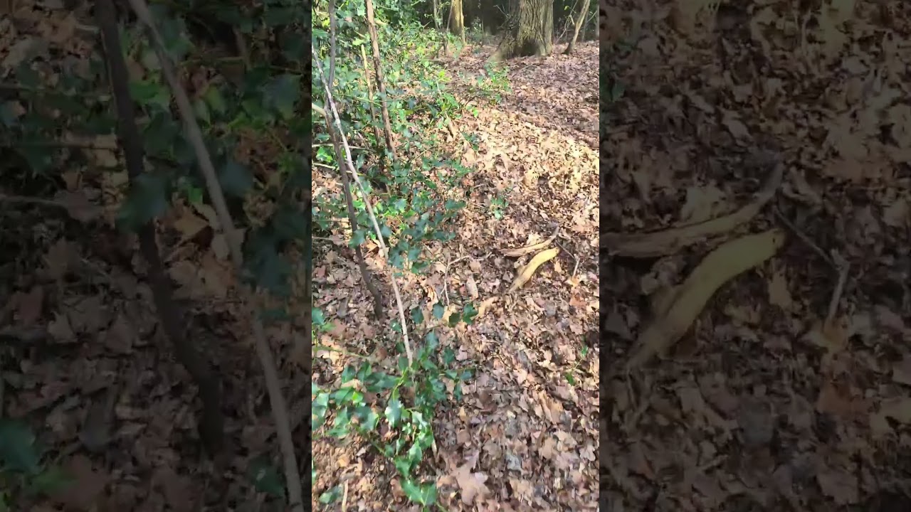 SZUKAM MIEJSCA DO SPANIA W LESIE #dlaciebie #ciekawostki #las #życie #zwierzęta #survival