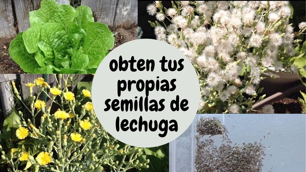 COMO OBTENER SEMILLAS DE LECHUGA, PROCESO COMPLETO