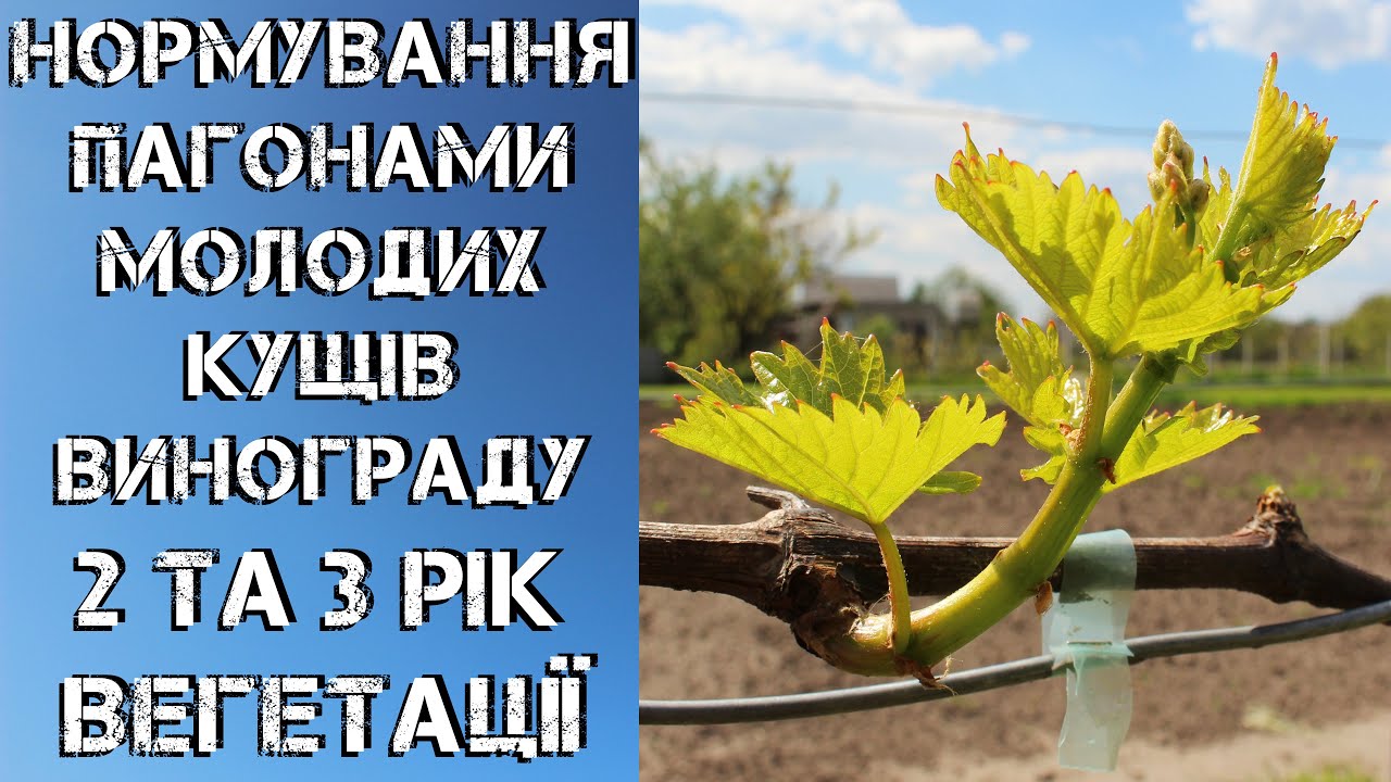 Нормування пагонами молодих кущів винограду  2 та 3 рік вегетації