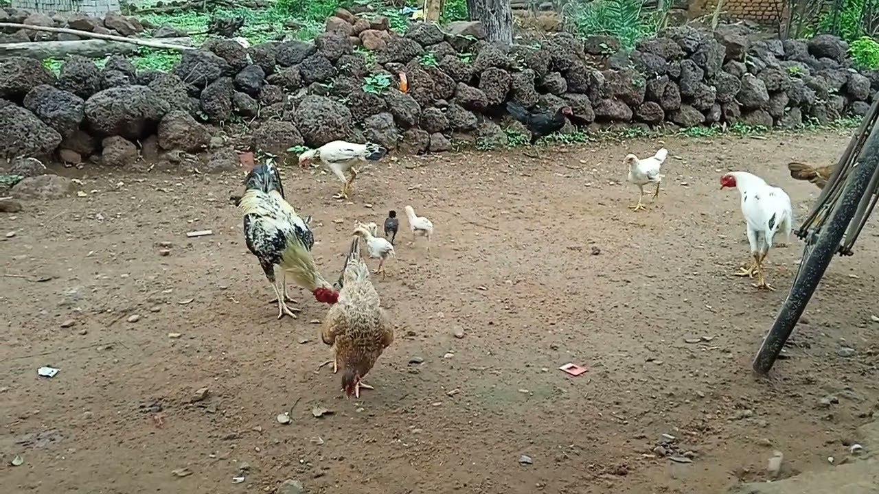 Desi hen |Village hen |#CNvlog