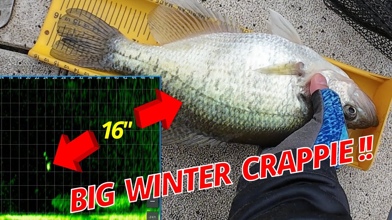 Крупная зимняя ловля краппи - Livescope - трюки на открытой воде!!!