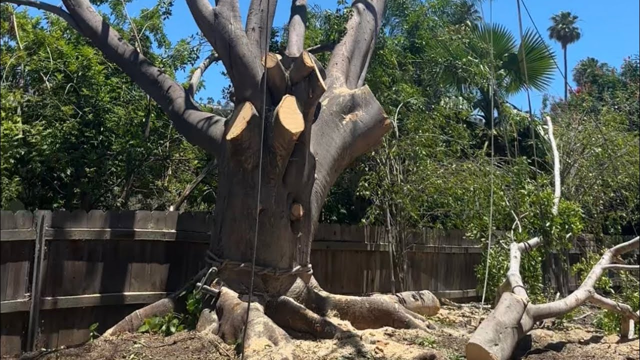 Derribo de arbol ficus con poca censura parte #1 #ramborista