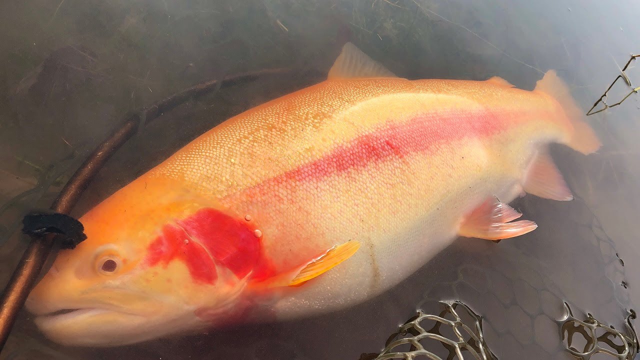 Catching GIANT Albino Trout in a Crystal clear pond!【trout fishing】