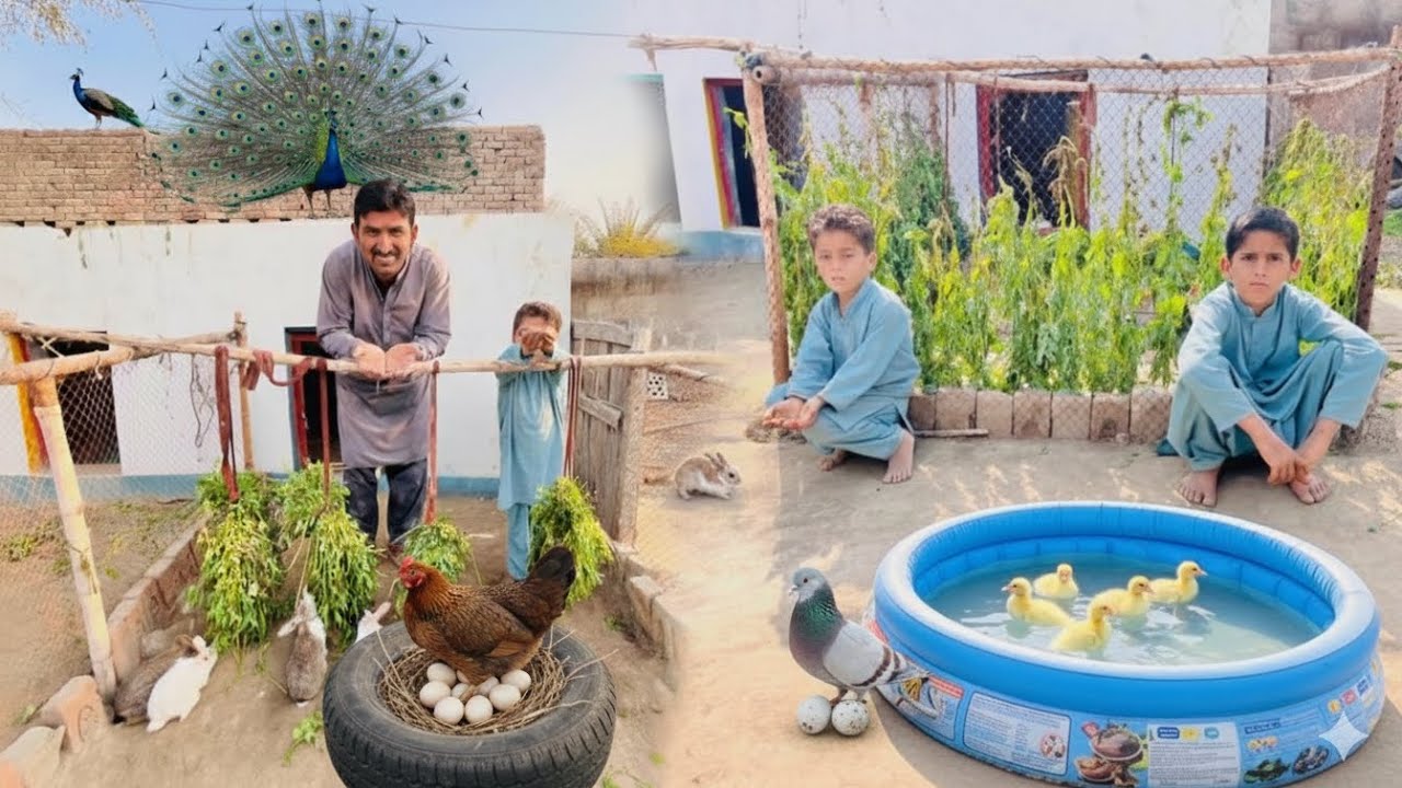 Hamry Pigeons Ka Baby Aane Wale Hain |Pigeon Baby