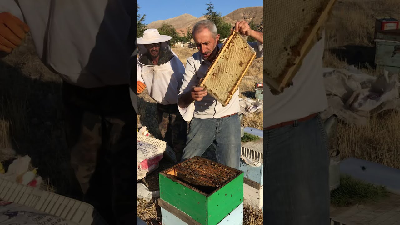 Niğde Bor Balcı (Cücü) köyü 2019 bal hasadı.