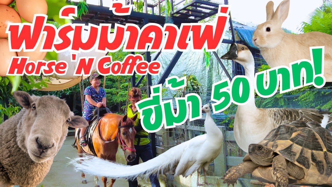 ขี่ม้า 50 บาท! ฟาร์มม้าคาเฟ่ Horse 'N Coffee  ขี่ม้า จิบแฟ แลนา ป้อนหญ้าแกะ ยังกับสวนสัตว์เลย!