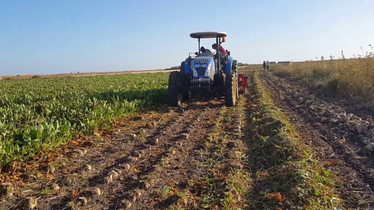 Harvest sugar beet in morocco.  Arrachage de betterave à sucre au Maroc 