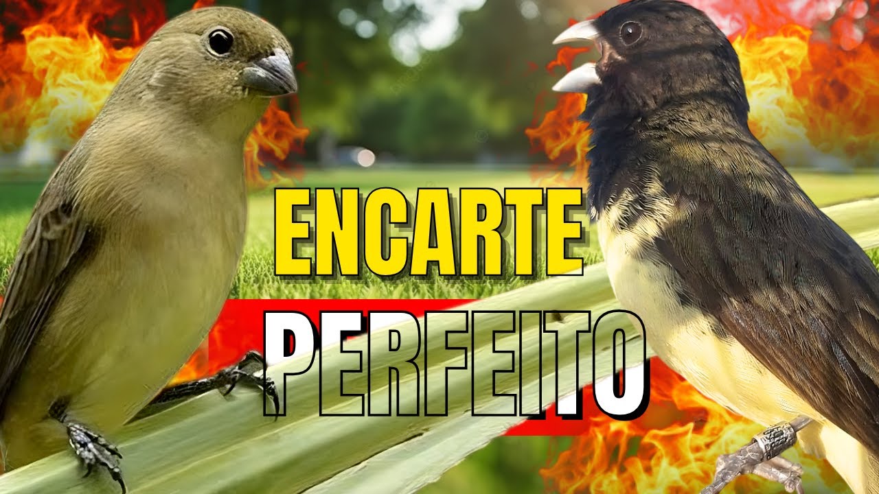 Canto Papa capim siu siu com Fêmea chamando para Esquentar papa capim siu siu e encarte siu siu