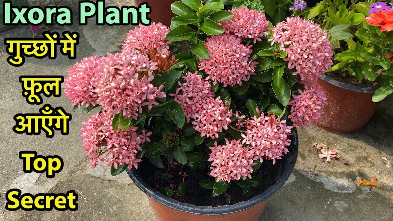 Ixora में इतने ज़्यादा फ़ूल लेने है तो Follow Simple 5 Secret Tips || Permanent Flowering Plants