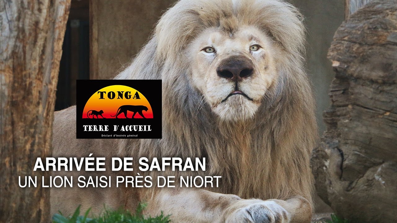 Arrivée d'un lion saisi près de Niort