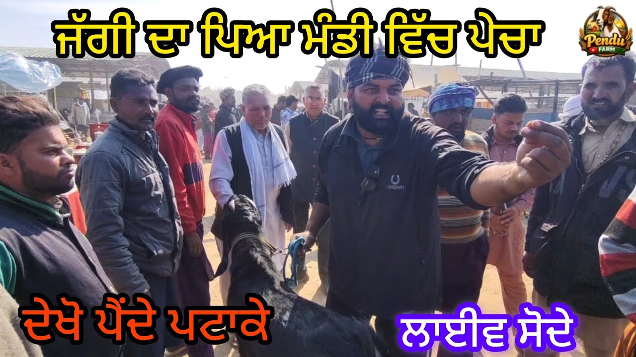 ਜੱਗੀ ਦਾ ਪਿਆ ਮੰਡੀ ਵਿੱਚ ਪੇਚਾ Maur Bakra Mandi #goatfarming #live_sauda #rajudirba #dairyfarm #farming 