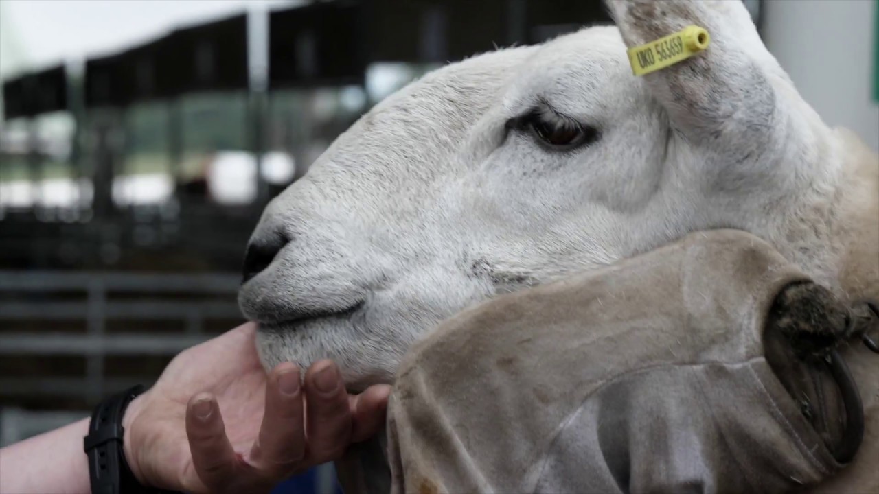 160th Great Yorkshire Show Highlights 2018