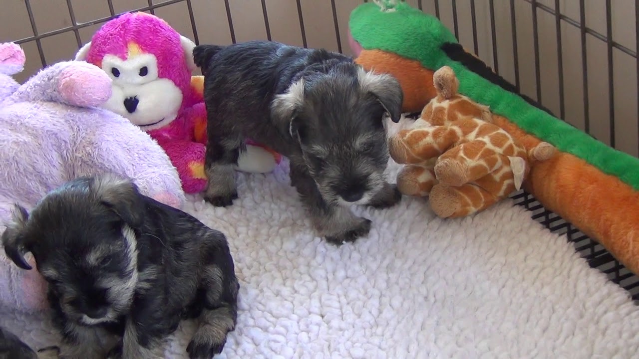 Putting On A Spread - Miniature Schnauzer Puppies - 4 & 5 weeks old
