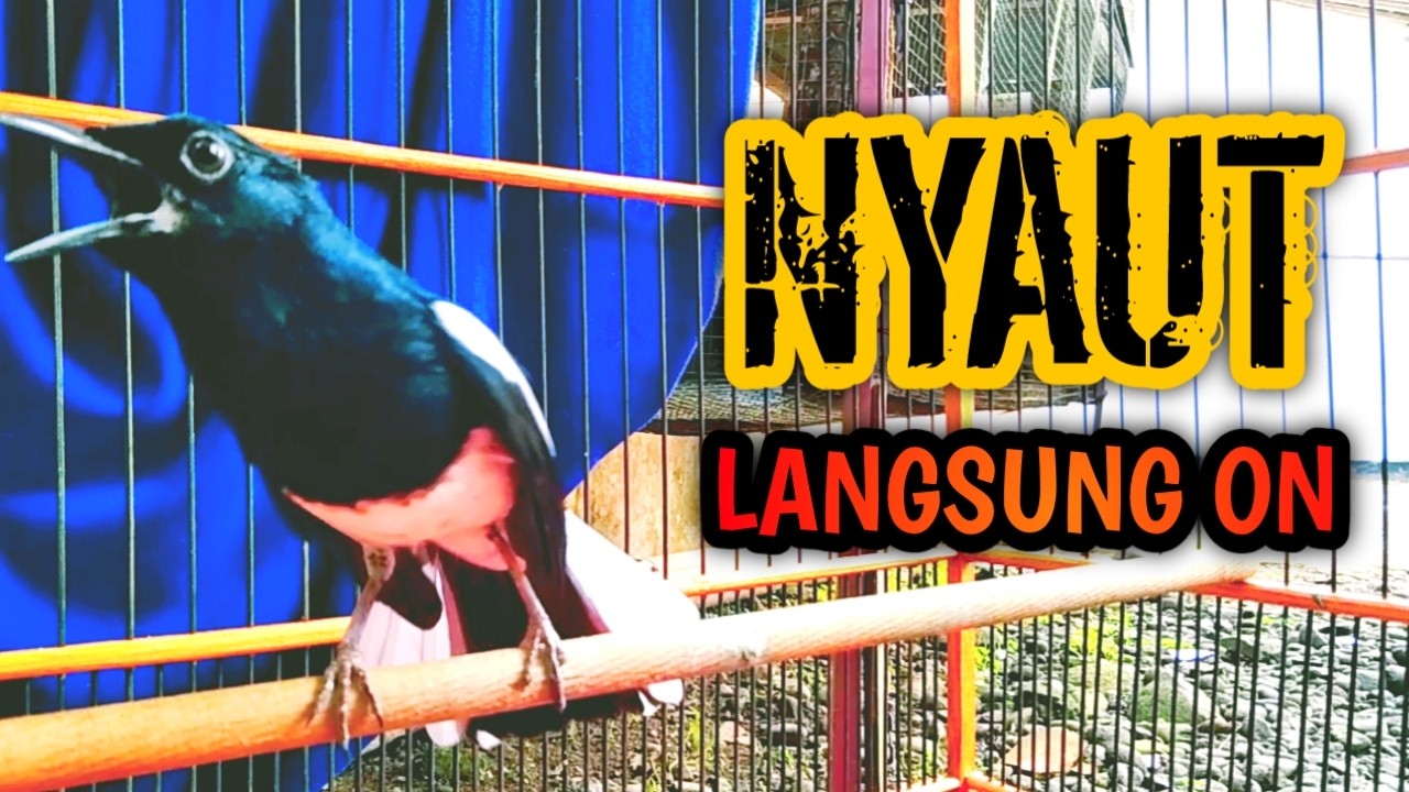 SEMUA JENIS KACER PASTI NYAUT LANGSUNG ON DENGAR INI !! PANCINGAN KACER GACOR PASTI NYAUT AMPUH.